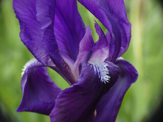 Iris, giaggiolo