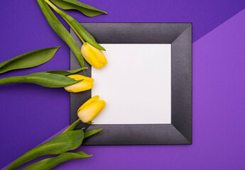 three yellow tulips, black frame, on a lilac background