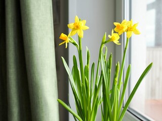 Hello Spring. Beautiful Spring banner with fresh yellow daffodil flowers grow in pot on windowsill. Bouquet flowers in soft morning sunlight. Springtime home decor. Easter decoration. Copy space