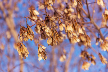 Dried clusters of winged Maple fruits hanging from  branches on a blue background. Autumn winter spring