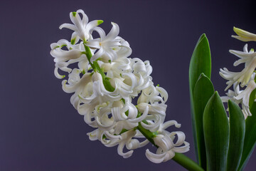 Young flowering hyacinth. Spring flowers, easter, holidays concept.