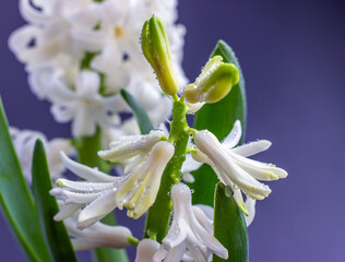 Bright blooming hyacinth with water droplets close up. Spring flowers. Greeting card.