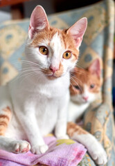 A vertical selective focus of tabby cats lying on a single chair