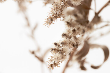 Little star shape dry flowers delicate fluffy branch on light background in brown vintage tone macro