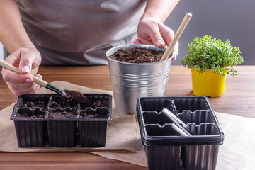  Women’s hands with garden tool cover the seeds with earth. Container for seedlings with soil and seeds. Gardening, the spring planting at home.