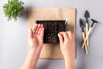 Women’s hands seeding the seeds into container with earth indoors. Hobbies, Gardening, the spring planting at home.
