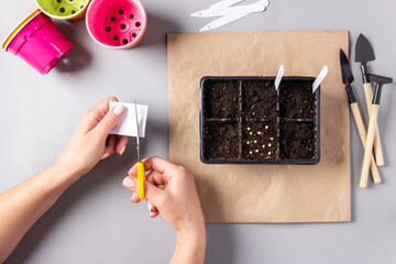Women’s hands open package of seeds, container for seedlings with soil on the table. Small shovels and a rake for plant care. Hobbies, Gardening, the spring planting at home.
