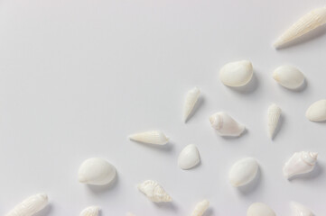 Different white sea shells  on a white  background. Travel concept. Flat lay, top view. Copy space for text..
