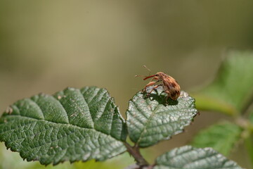 Anthonomus rectirostris