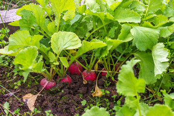 Radish seedlings in the vegetable garden. Organic healthy vegetarian food from your own garden. Planting vegetables in spring.