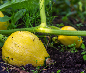 Young  yellow pumpkin growing in the vegetable garden. Organic gardening. Harvesting a new crop..Concept diet food and healthy eating