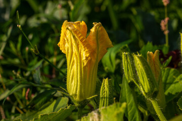 Yellow pumpkin flower growing in the vegetable garden. Attractive for pollinating insects. Nature background.