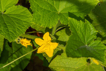 Cucumber flowers and leaves growing in the vegetable garden. Attractive for pollinating insects. Nature background.