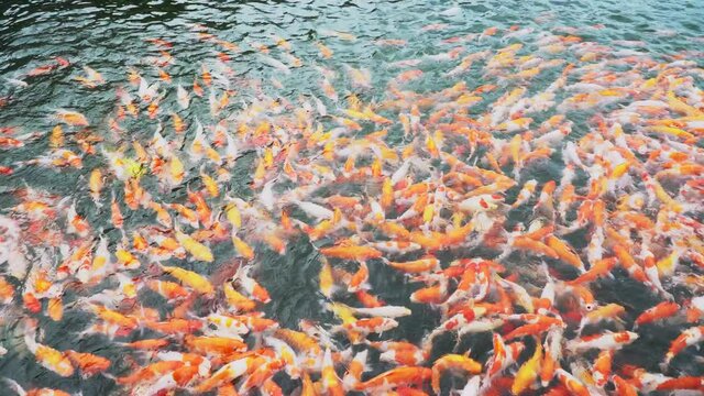 Carp or koi swim in the pond. Orange, red and yellow koi water surface ripples as koi swim in the pond. Outdoor swimming pool with various colors
