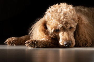 An apricot poodle with curly golden hair lies in the sunlight on a black background.