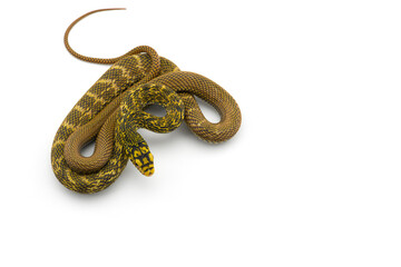 The King Rat Snake isolated on white background