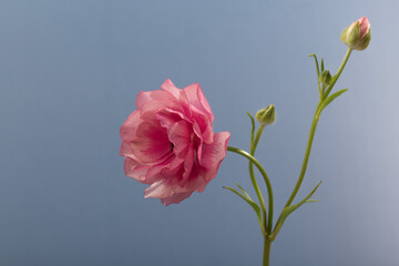 Obraz premium Bouquet of pink ranunculus in vase on blue background.