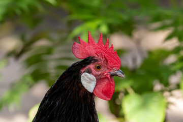 Stolzer Hahn mit rorem Kamm