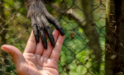hands of the child