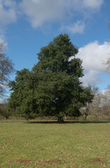 Winter Foliage of an Evergreen Holly or Holm Oak Tree (Quercus ilex) Growing in a Parkland Landscape with a Cloudy Blue Sky Background in Rural Devon, England, UK