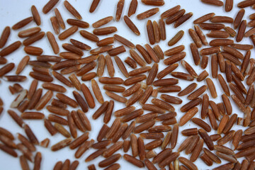 Wild unwanted red rice raised on a white background. 