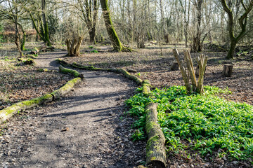 Spring forest landscape with a footpath. Wild garlic (Ramson,  Buckrams, Allium ursine, Bear's garlic) grows. Forest park in Almere. 