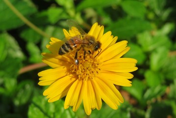 Honeybee on yellow flower in Florida nature, closeup
