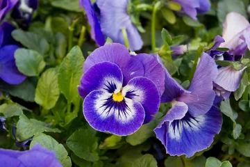 Raamstickers flowers blooming on a flower bed in the garden blue pansies close-up © tillottama