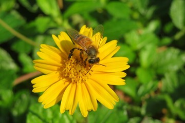 Bee on yellow sphagneticola flower in Florida nature, closeup