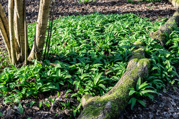 Spring green meadow with vitamin forest plants of wild garlic Ramsons (Bear leek or Bear's garlic), selective focus. Wild edible plant Buckrams (Allium ursine) in the forest. Nature reserve in Almere.