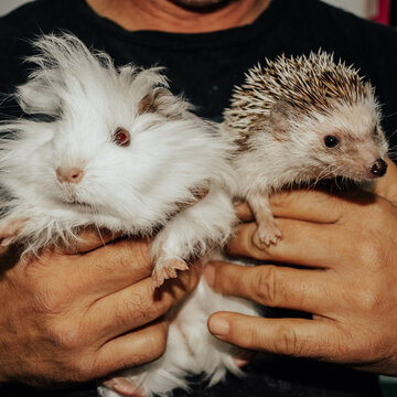 Cobayo y Erizos dos amores