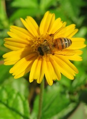 Bee on yellow flower in Florida nature, closeup