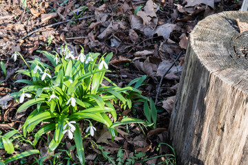 Spring sunny landscape with forest flowers, selective focus. The first spring flowers bloom in the garden.