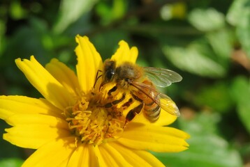 Honeybee on yellow flower in Florida nature, closeup