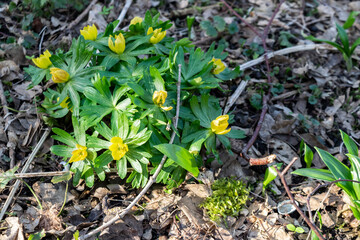 Spring flowers of Yellow aconite (Winter aconite, Eranthis hyemalis) close-up in a forest park. The first flowers in the spring garden.