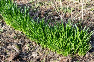 The first green shoots and leaves. Daffodil sprouts in the spring garden. 