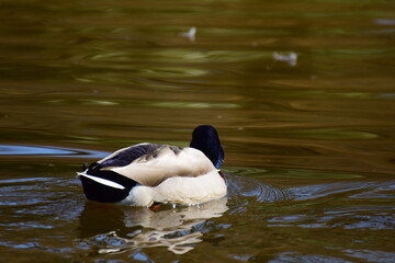 A male mallard duck swims on a lake