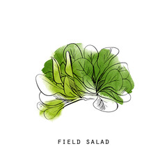 Field salad. Watercolor sketch illustration