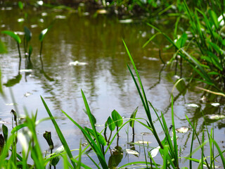 swamp in the forest in summer with water lilies