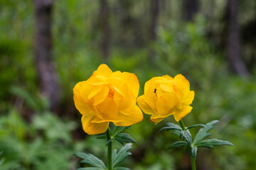 Trollius in the spring forest. Mountain flowers, rare plants.Flowers for women