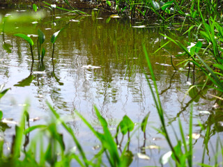 swamp in the forest in summer with water lilies