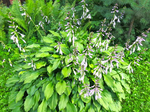 hosta undulata albomarginata with broad leaves with a white border