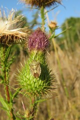 Thistle flower in autumn garden against blue sky, closeup 