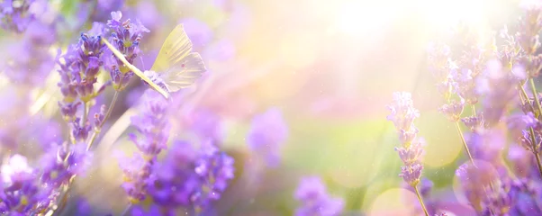 Gartenposter Abstract Spring or Summer floral background  beautiful lavender flower against evening sunny sky and fly butterfly  nature landscape Abstract background. © Konstiantyn