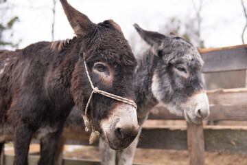 Fototapeta premium Donkey portrait outdoor at a farm with a rope harness and another donkey at background