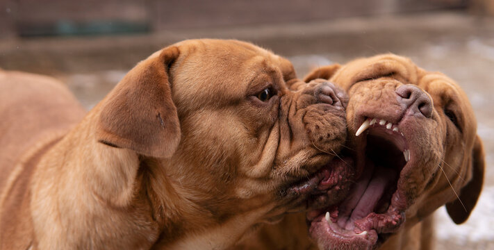 Two red french mastiffs lovely play each other outdoor