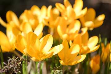 Yellow crocus growing outside. View at magic blooming spring flowers crocus sativus