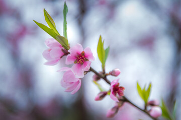 Obraz premium a close up of a flower