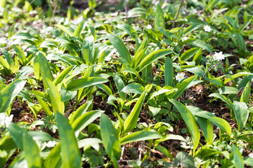 Obraz premium Wild garlic ramson or bear garlic growing in forest in spring. 