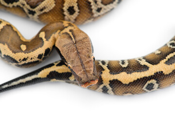 Sumatran Short Tail Python isolated on white background